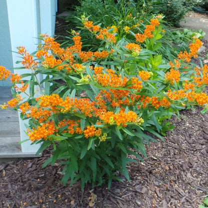 Butterfly Weed Seeds - Heirloom Flower Plant for Home Gardens