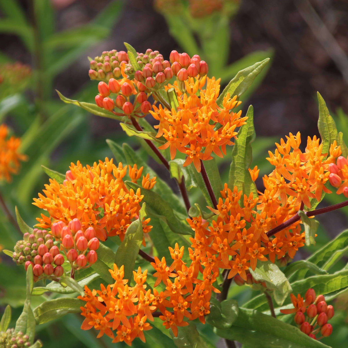 Butterfly Weed Seeds - Heirloom Flower Plant for Home Gardens