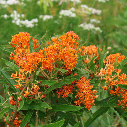Butterfly Weed Seeds - Heirloom Flower Plant for Home Gardens