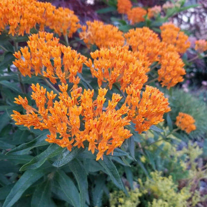 Butterfly Weed Seeds - Heirloom Flower Plant for Home Gardens