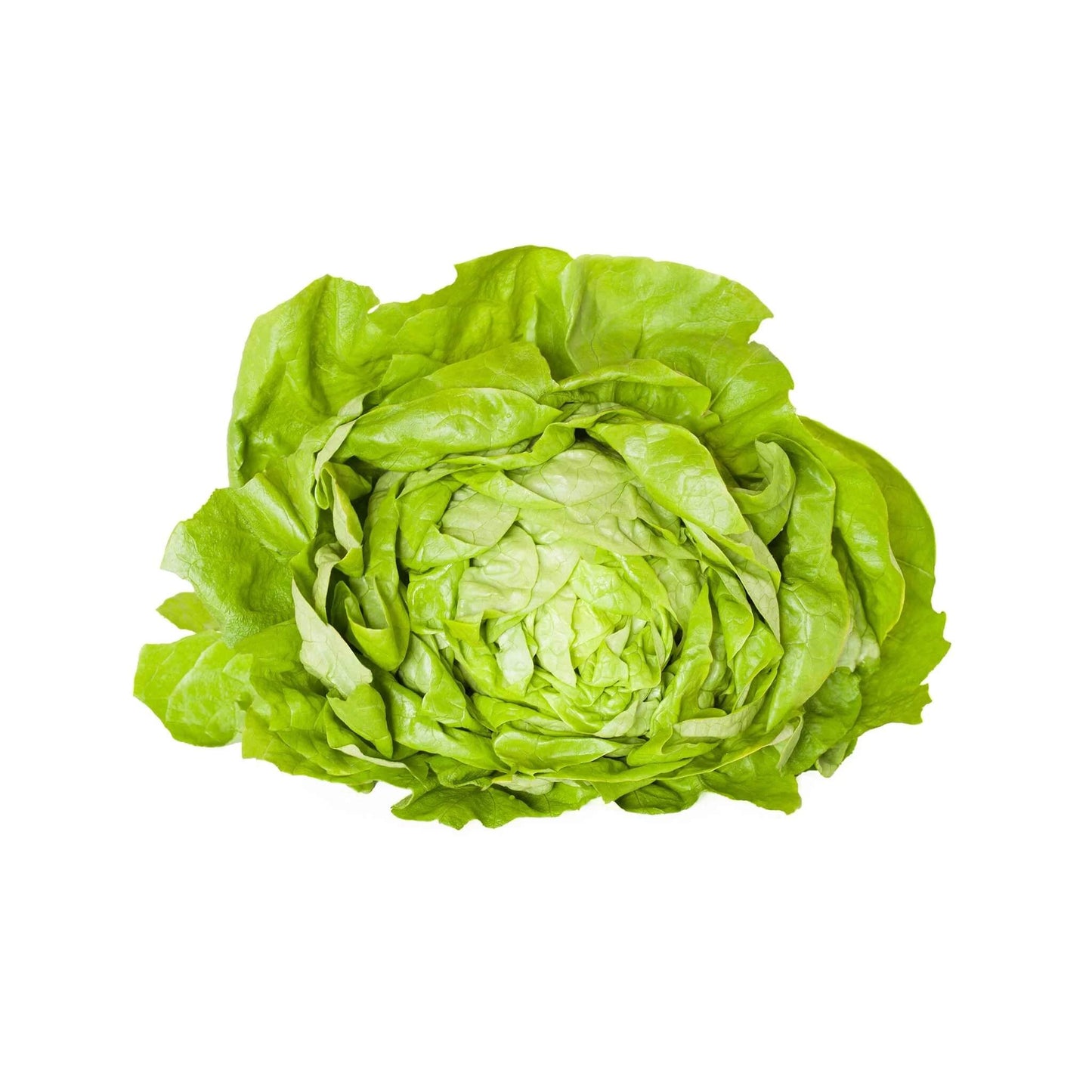 Butterhead Lettuce Seeds 