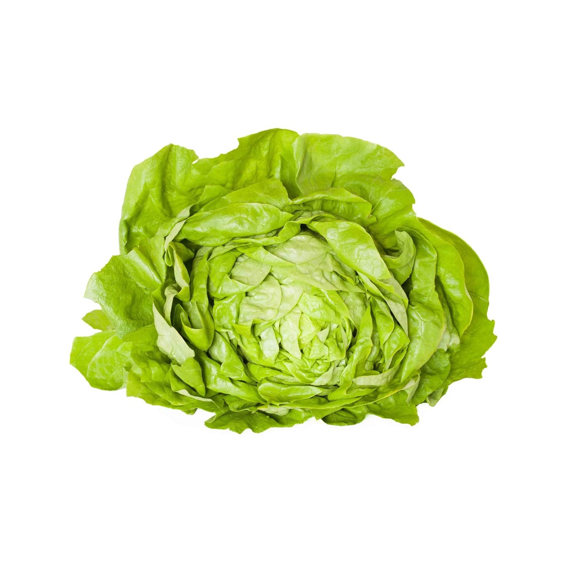 Butterhead Lettuce Seeds 