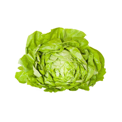 Butterhead Lettuce Seeds 