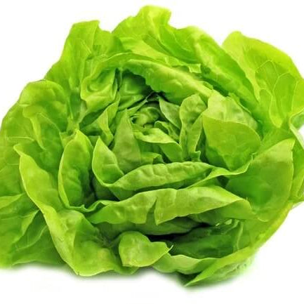Butterhead Lettuce Seeds 