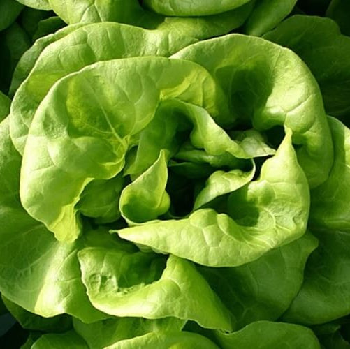 Butterhead Lettuce Seeds 