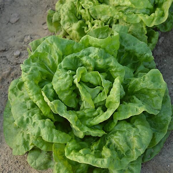 Butterhead Lettuce Seeds 