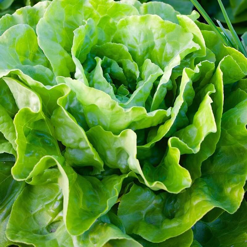 Butterhead Lettuce Seeds 