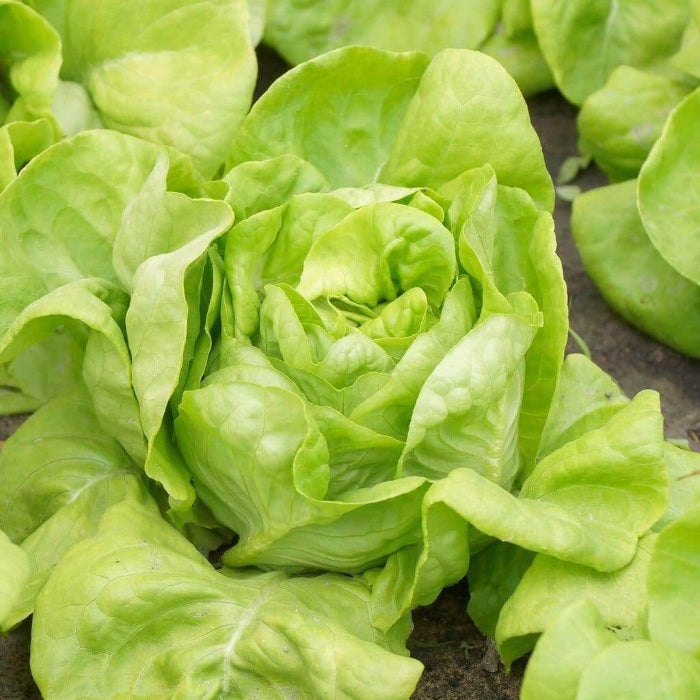 Butterhead Lettuce seeds - Vegetable Plant