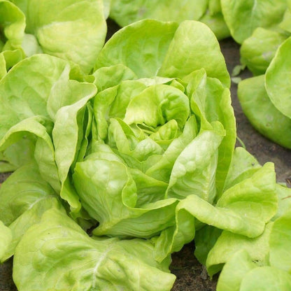 Butterhead Lettuce seeds - Vegetable Plant