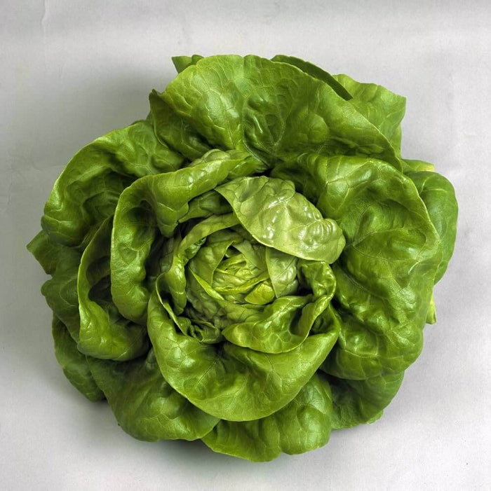 Butterhead Lettuce seeds - Vegetable Plant