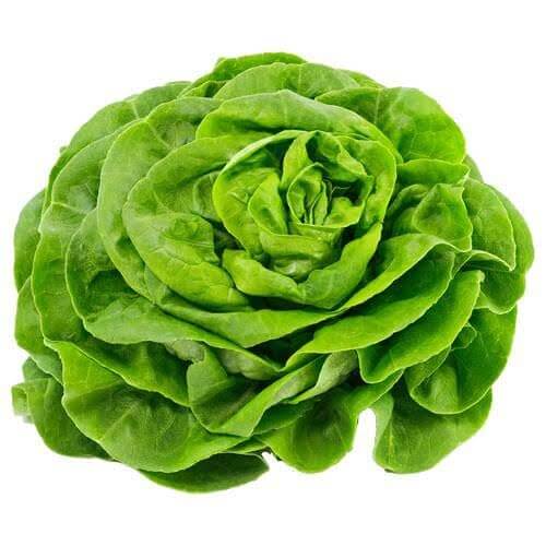Butterhead Lettuce seeds - Vegetable Plant