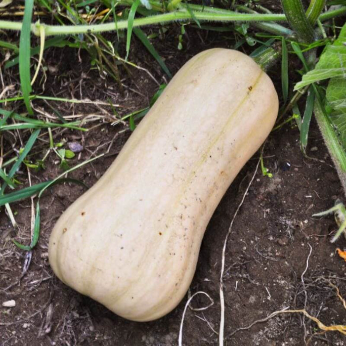 Butternut Squash Seeds - Vegetable Plant