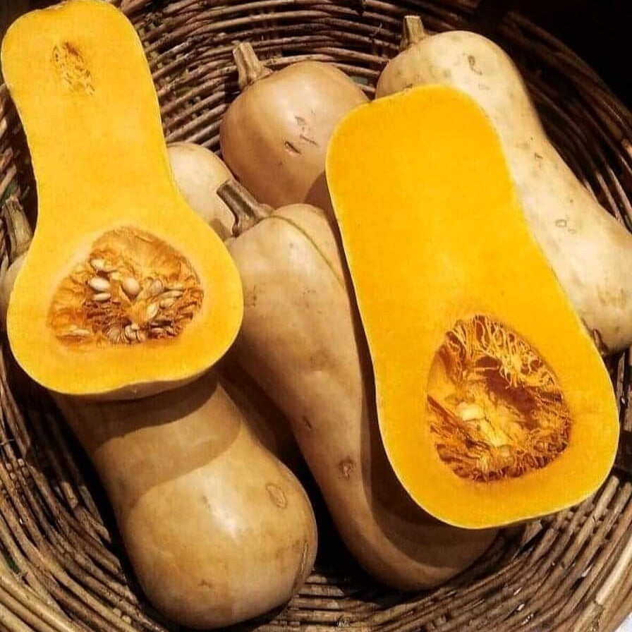 Butternut Squash Seeds 