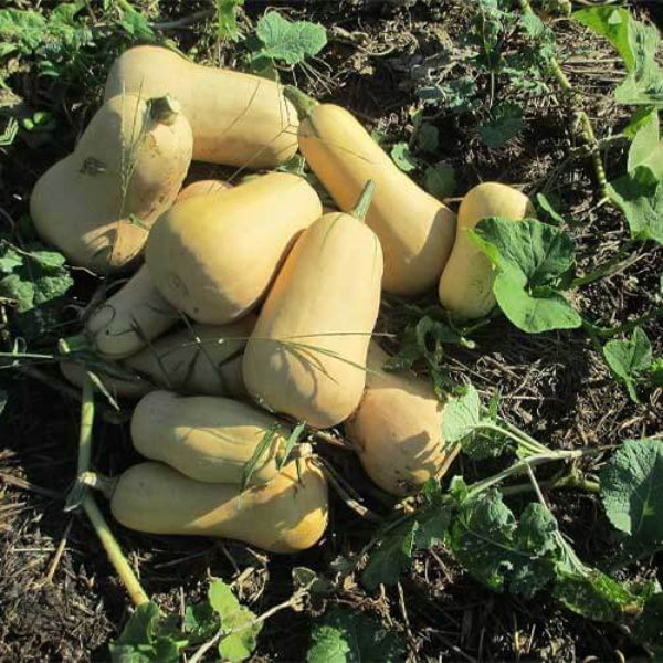 Butternut Squash Seeds - Vegetable Plant
