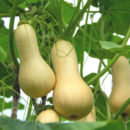 Butternut Squash Seeds 
