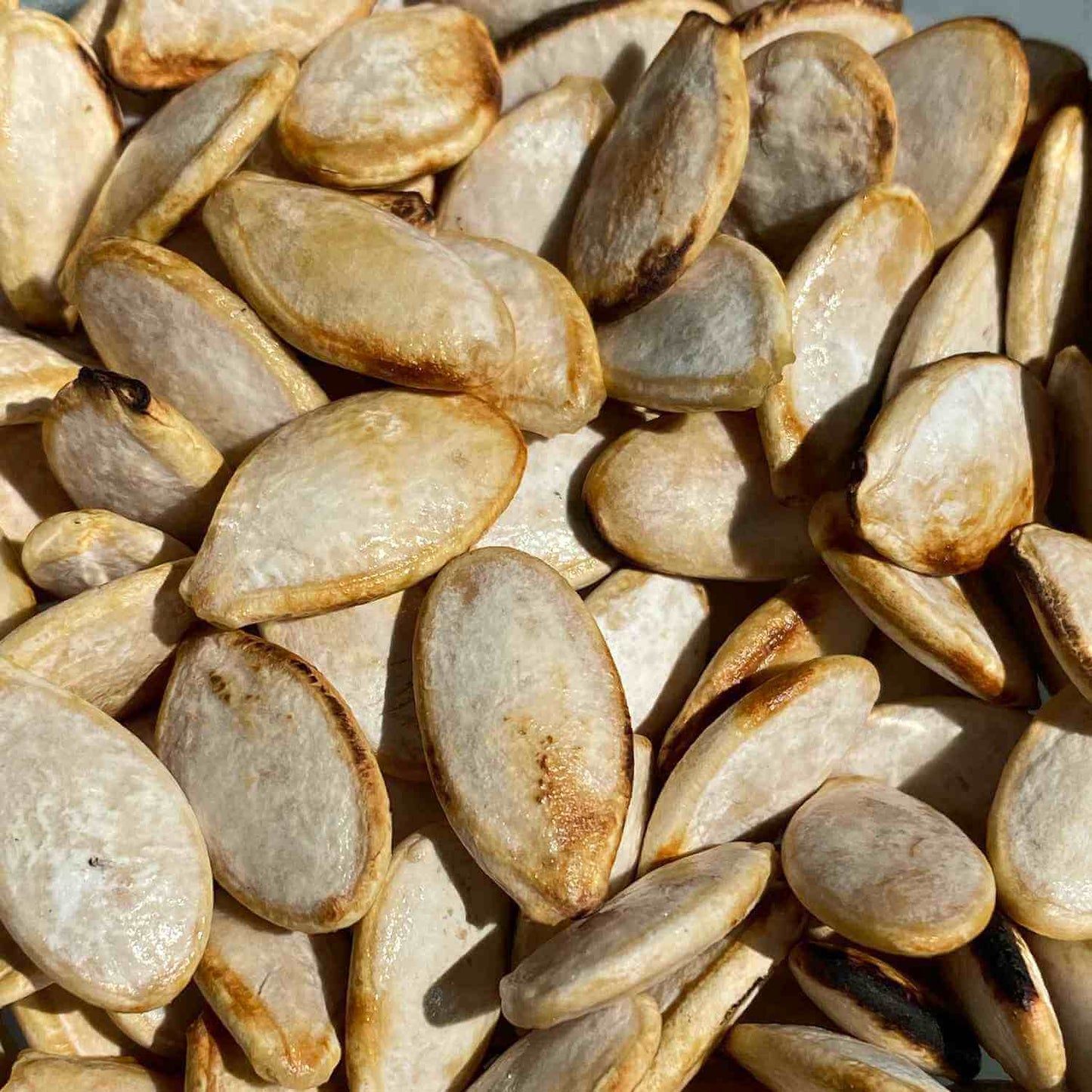 Butternut Squash Seeds 