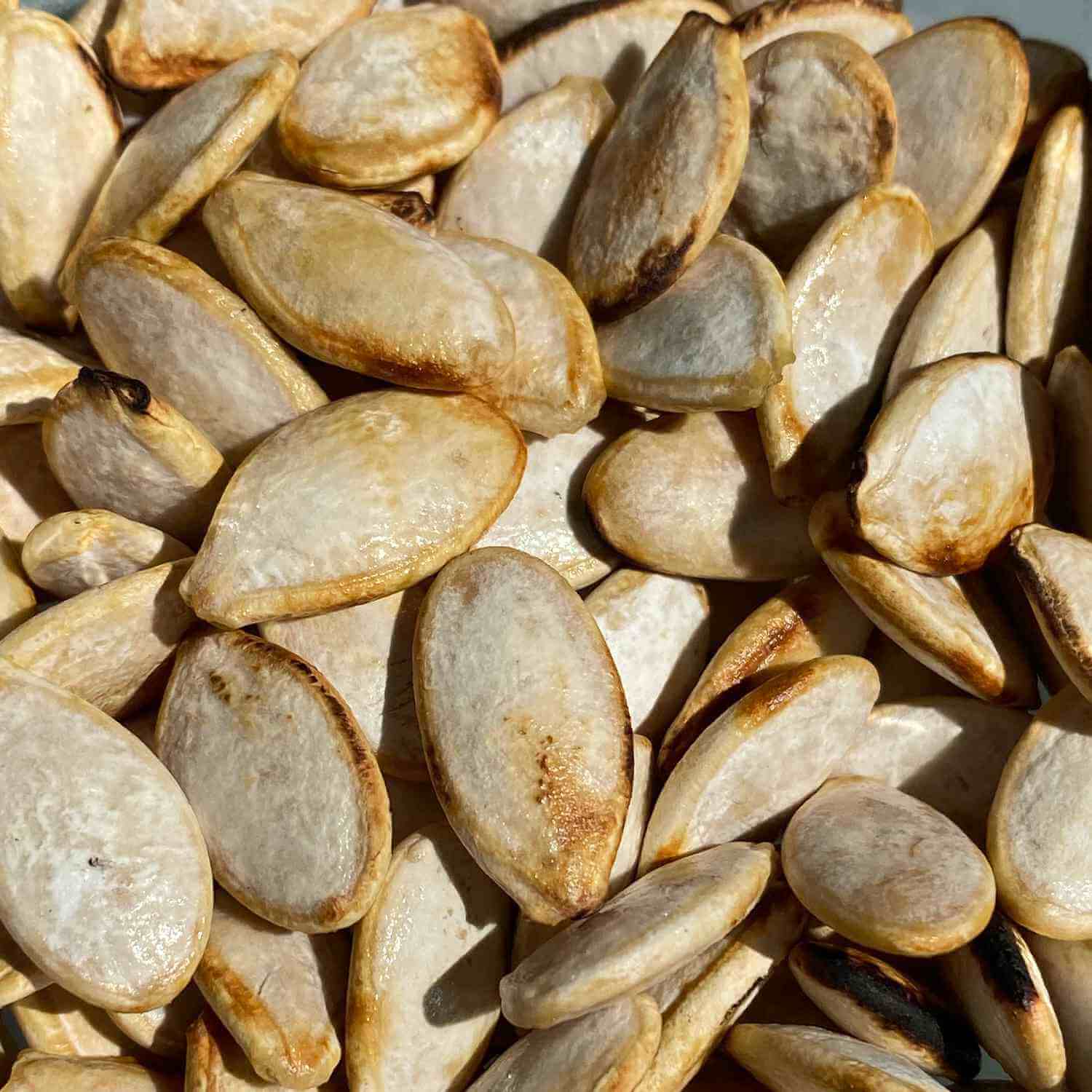 Butternut Squash Seeds 
