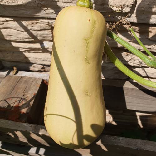 Butternut squash seeds - Vegetable Plant