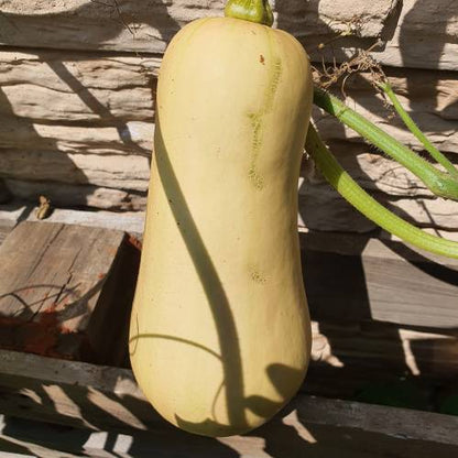 Butternut squash seeds - Vegetable Plant