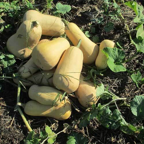 Butternut squash seeds - Vegetable Plant