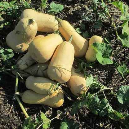 Butternut squash seeds - Vegetable Plant