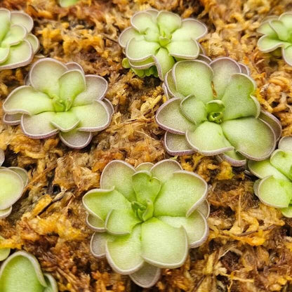 Butterwort Mix Seeds