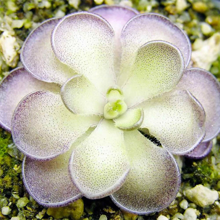 Butterwort Seeds - Flower Plant for Home Gardens