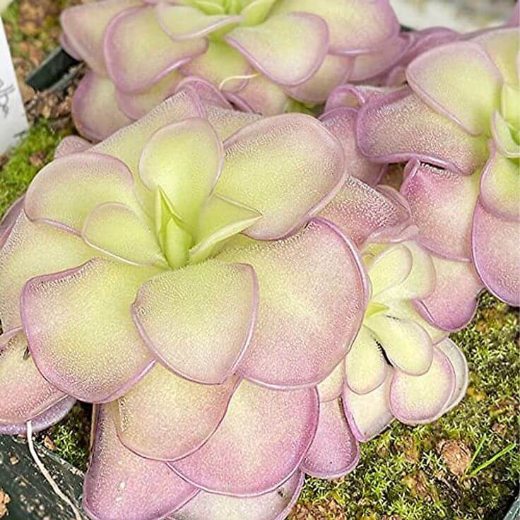 Butterwort Seeds - Flower Plant for Home Gardens