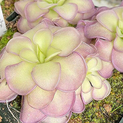 Butterwort Seeds - Flower Plant for Home Gardens
