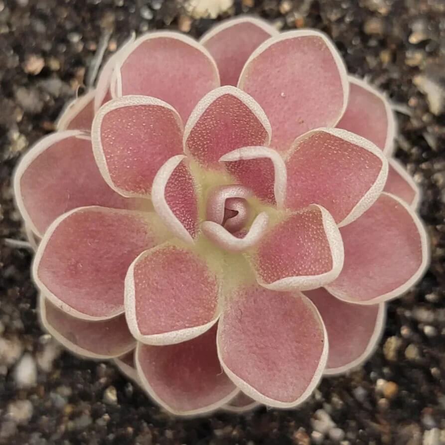 Butterwort Seeds - Flower Plant for Home Gardens
