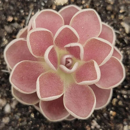 Butterwort Seeds - Flower Plant for Home Gardens