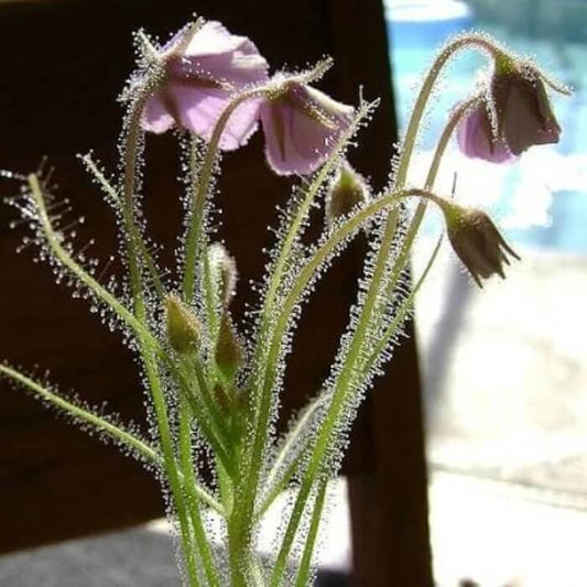Byblis Carnivorous Seeds – Carnivorous Plant Seeds for Home Gardens