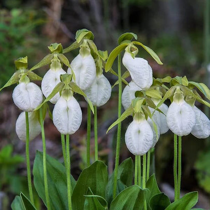 Cypripedium acaule White Lady’s Slipper Seeds