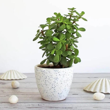 Lucky Jade Plant Seeds - Flower Plant