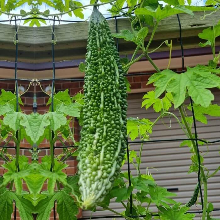 CO1 Bitter Gourd Seeds
