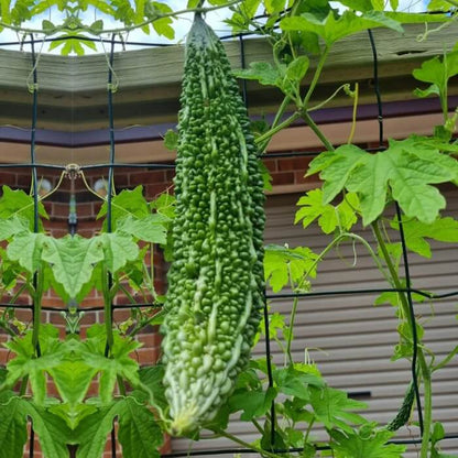 CO1 Bitter Gourd Seeds