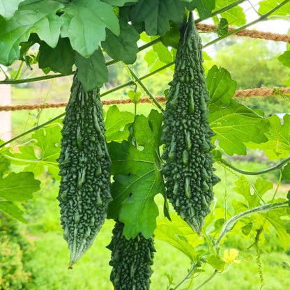 CO1 Bitter Gourd Seeds