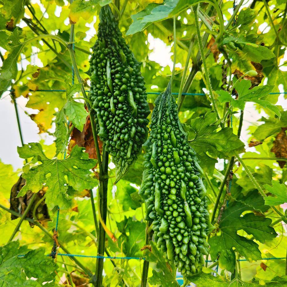 CO1 Bitter Gourd Seeds