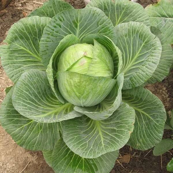 Cabbage Seeds