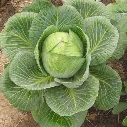 Cabbage Seeds