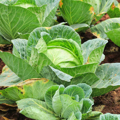 Cabbage Seeds