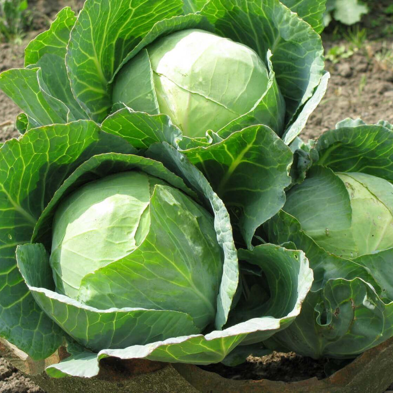 Cabbage Seeds
