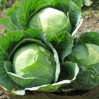 Cabbage Seeds