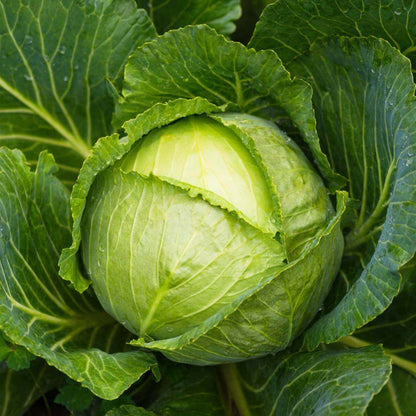 Cabbage Seeds