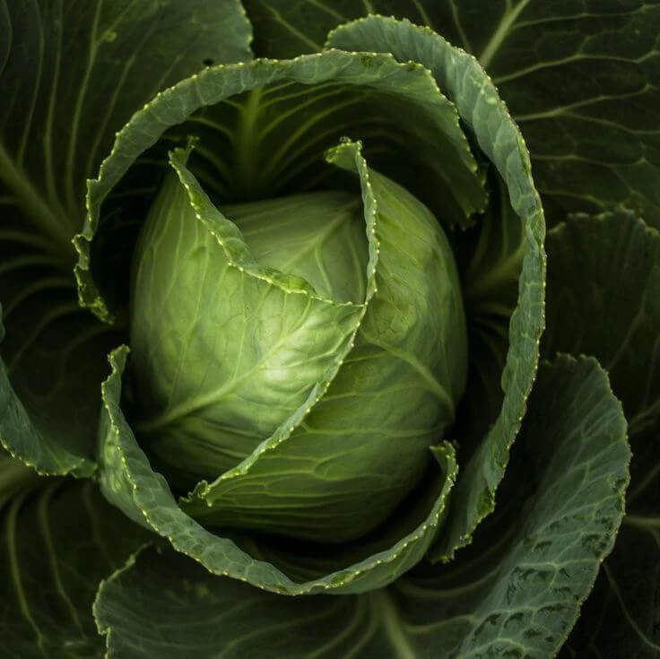 Cabbage seeds - Vegetable Plant