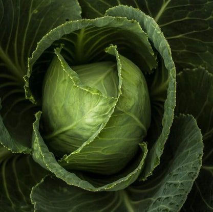 Cabbage seeds - Vegetable Plant