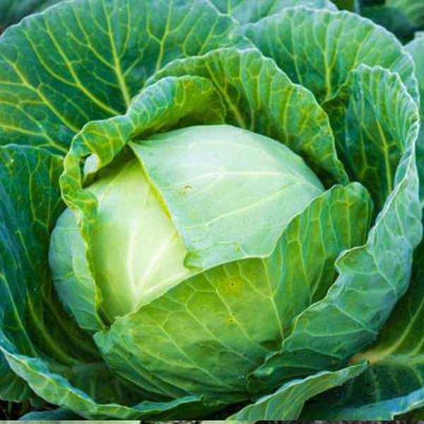 Cabbage seeds - Vegetable Plant
