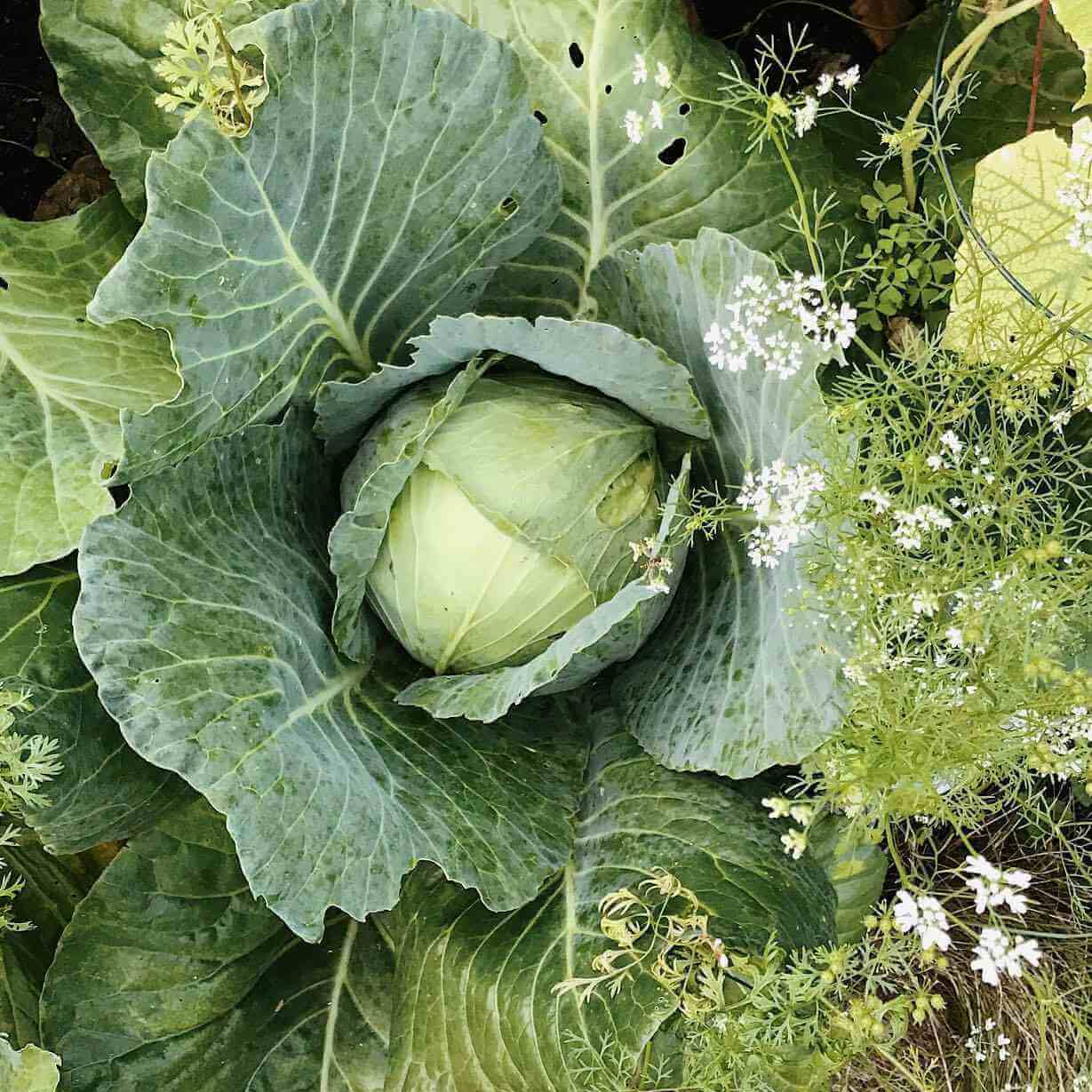 Cabbage seeds - Vegetable Plant
