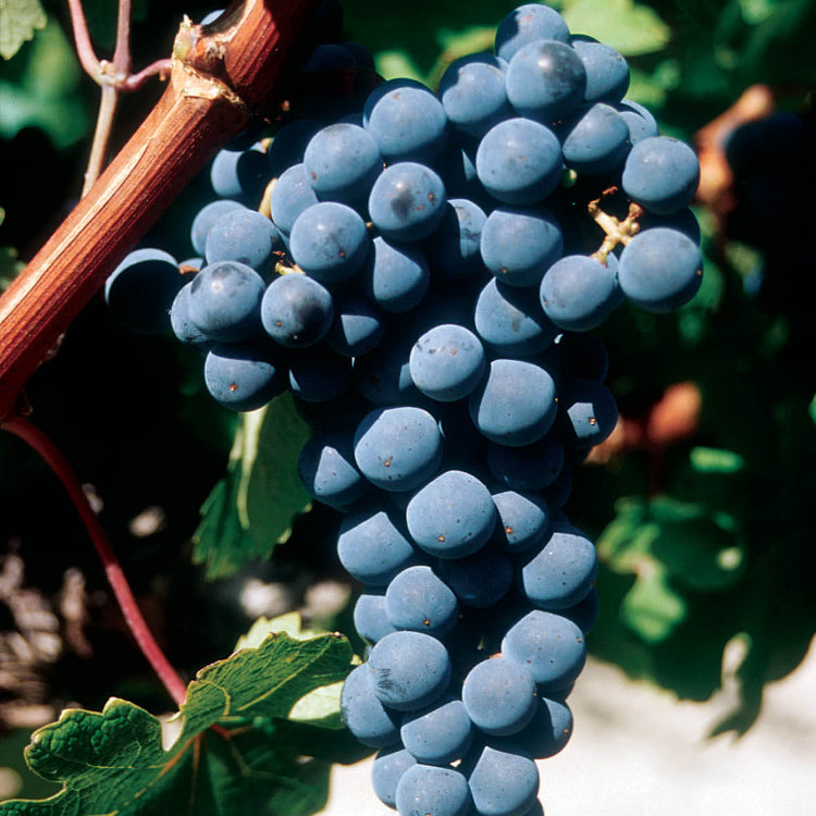 Cabernet Sauvignon Grape Seeds - Heirloom Fruit Plant for Home Gardens