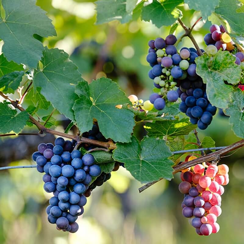 Cabernet Sauvignon Grape Seeds - Heirloom Fruit Plant for Home Gardens